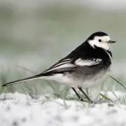 Wagtailの画像