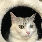 トシミの画像