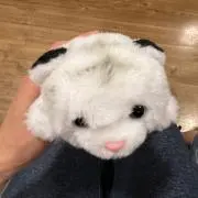 はるにゃん