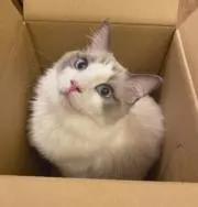 haruの画像