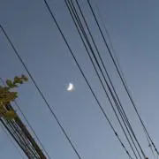 大きい木の画像