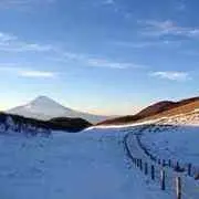 光の森の画像