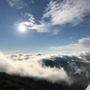 あんずの画像