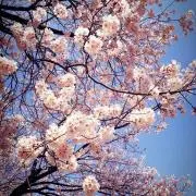 まーつ