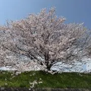 ナナの画像