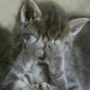 なる