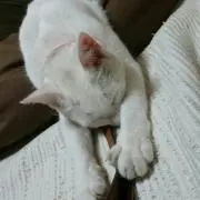 ましゅ