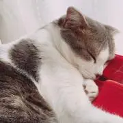 moppyの画像