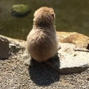 ぐらたんの画像