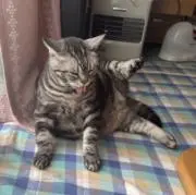 まろ