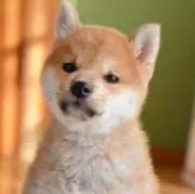 いぬ(プロフ必読)の画像