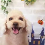 まりりん