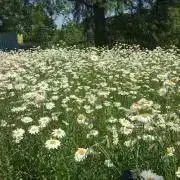 Miの画像