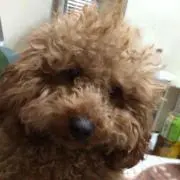 かつおの画像
