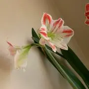 そらの画像