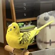 カエル