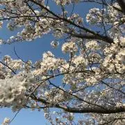 Remonの画像
