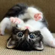 ひよこ