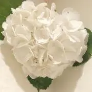 Moonの画像