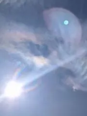 根なし草の画像