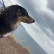 コロロの画像