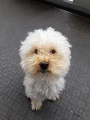 まちゃき