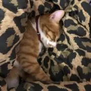 paratakoの画像