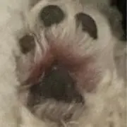 てんきち