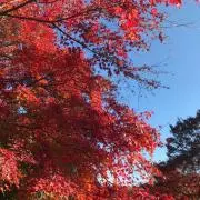紅葉の画像
