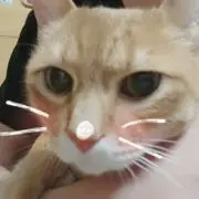 ゴールド