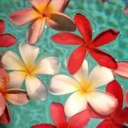 mahalo7の画像