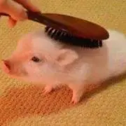 豚とんの画像