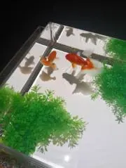 玲依の画像