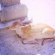七味の画像