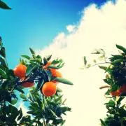 yellow dancerの画像