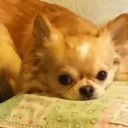 ⭐️pipi⭐️