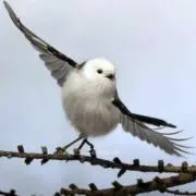 はるるんの画像