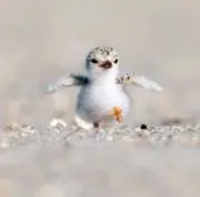 Nの画像