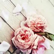 momoの画像
