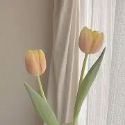 まかろんの画像