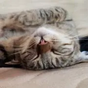 エビフライ