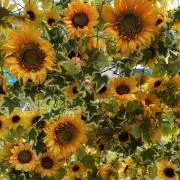 プロフ必読꒡̈⃝✰︎1123の画像