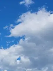 サボテン