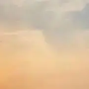 わんこの画像