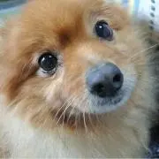 yumeの画像