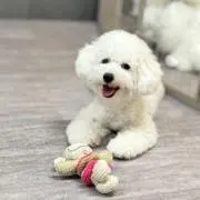 Cの画像