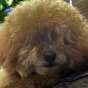 プロフ必読くださいの画像