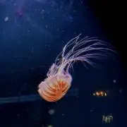 ピクルスの画像