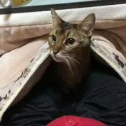 ちびモグPの画像