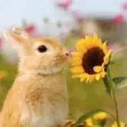 ふわふわうさぎの画像